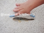 鯊 ハゼ 捌き方 さばき方 レシピ 作り方 By 愛愛さん 基本画像レシピ Instagramも同じ 楽天レシピ 鯊 ハゼ 捌き方 さばき方 レシピ 作り方 By 愛愛さん 基本画像レシピ Instagramも同じ 楽天レシピ