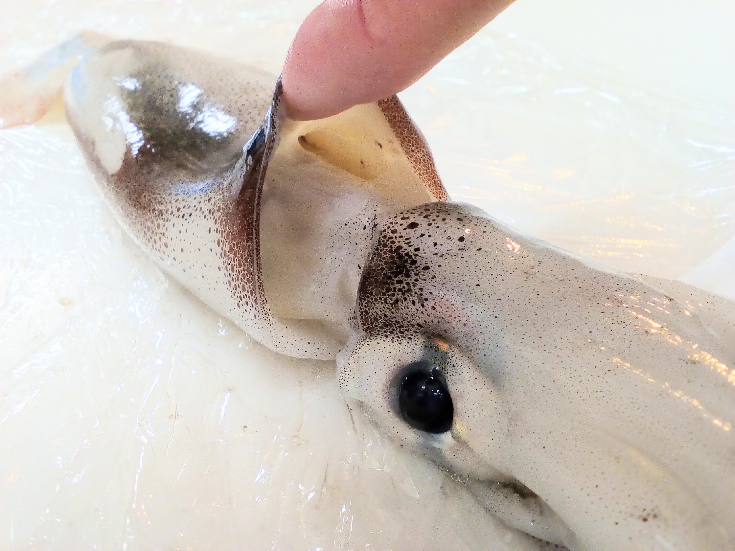 簡単いかの下ごしらえ 煮物 焼き物用 レシピ 作り方 By 体脂肪率11 夫人 楽天レシピ 簡単いかの下ごしらえ 煮物 焼き物用 レシピ 作り方 By 体脂肪率11 夫人 楽天レシピ