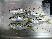 釣り魚料理 菜の花のコノシロ巻き レシピ 作り方 By 釣りシン 楽天レシピ