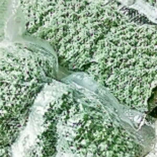 山椒の実 簡単処理で冷凍保存 レシピ 作り方 By ひまわりれんこ 楽天レシピ 山椒の実 簡単処理で冷凍保存 レシピ 作り方 By ひまわりれんこ 楽天レシピ