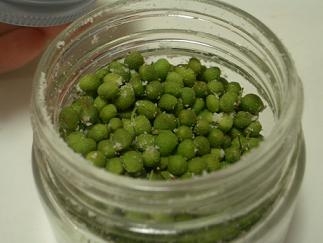 実山椒の塩漬け レシピ 作り方 By Coffeelake 楽天レシピ 実山椒の塩漬け レシピ 作り方 By Coffeelake 楽天レシピ