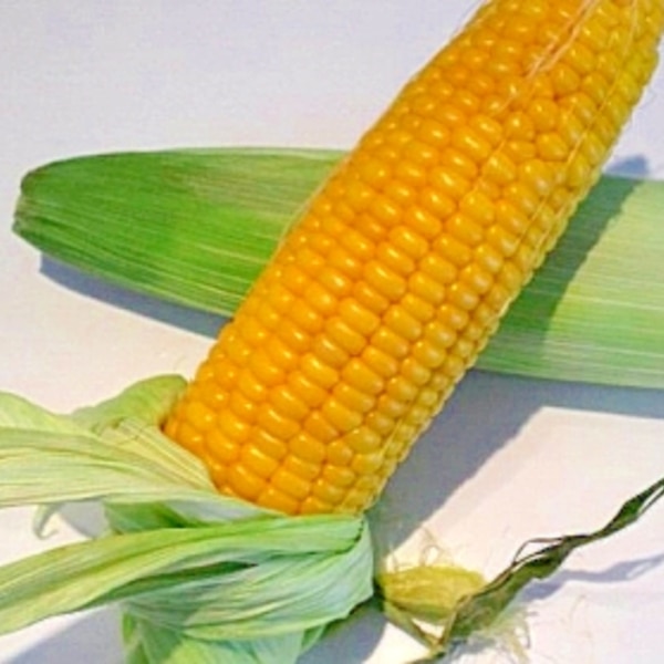 塩はなし 皮ごとチンする とうもろこしの食べ方 レシピ 作り方 By まめもにお 楽天レシピ 塩はなし 皮ごとチンする とうもろこしの食べ方 レシピ 作り方 By まめもにお 楽天レシピ