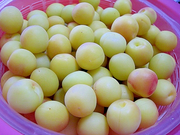 ビニール袋で簡単 梅干 小梅 の作り方 レシピ 作り方 By Tiara M 楽天レシピ ビニール袋で簡単 梅干 小梅 の作り方 レシピ 作り方 By Tiara M 楽天レシピ