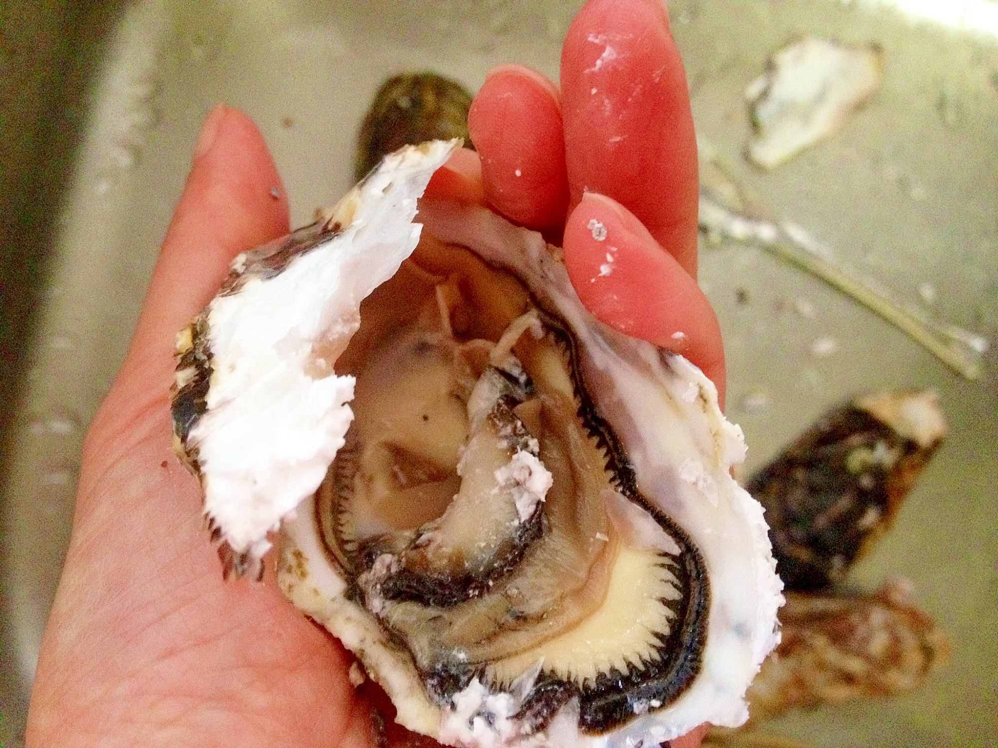 牡蠣の殻のむき方 レシピ 作り方 By Balletmom 楽天レシピ 牡蠣の殻のむき方 レシピ 作り方 By Balletmom 楽天レシピ