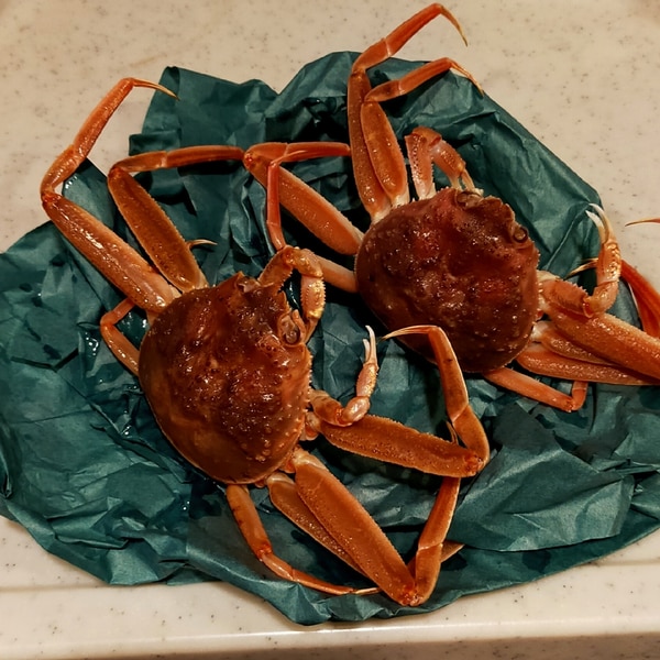 漁師の嫁から聞いた香箱カニの美味しい茹で方 レシピ 作り方 By Aobanoron 楽天レシピ 漁師の嫁から聞いた香箱カニの美味しい茹で方 レシピ 作り方 By Aobanoron 楽天レシピ