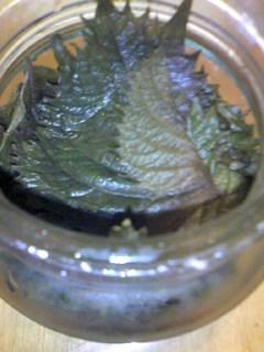 大葉がいっぱい手に入ったら 大葉の塩漬け レシピ 作り方 By 篠山おしん 楽天レシピ