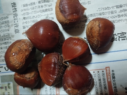 ♦️拾った栗の虫止めと熟成の仕方