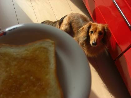 今日はな、タップと一緒にパチリしたで～。関西弁はな＝漫才＝おもしろい＝楽しい＝明るい＝元気がでる＝親近感がある・・って色々。レポ、間違いあったら、指導たのんます