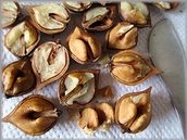 リスもびっくり 生クルミの実の取り出し方 レシピ 作り方 By はなまる子 楽天レシピ