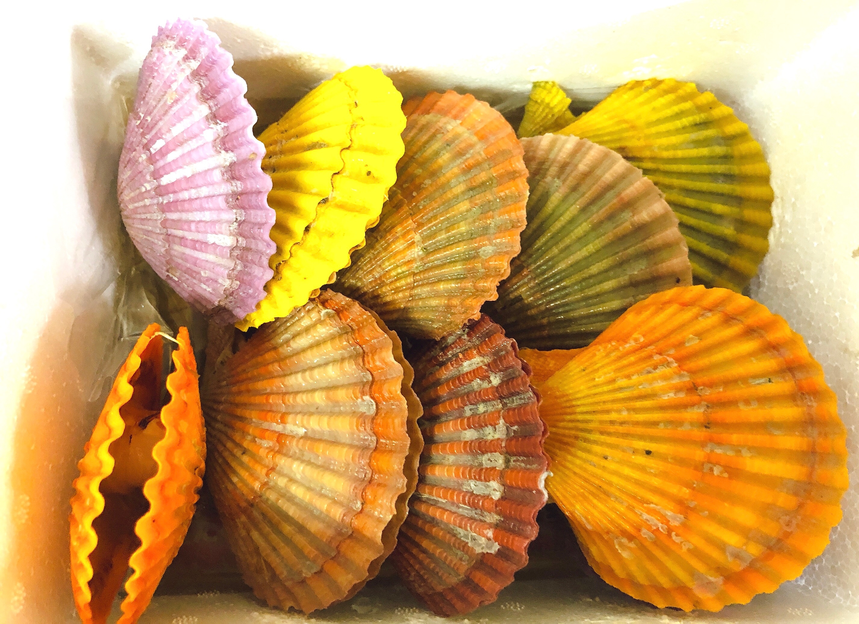 色鮮やか ヒオウギガイのお刺身 レシピ 作り方 By M H 楽天レシピ 色鮮やか ヒオウギガイのお刺身 レシピ 作り方 By M H 楽天レシピ