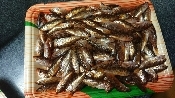 ご飯がもりもりすすむ ハチメ 八目 の稚魚の甘露煮 レシピ 作り方 By 姉さん 楽天レシピ ご飯がもりもりすすむ ハチメ 八目 の稚魚の甘露煮 レシピ 作り方 By 姉さん 楽天レシピ