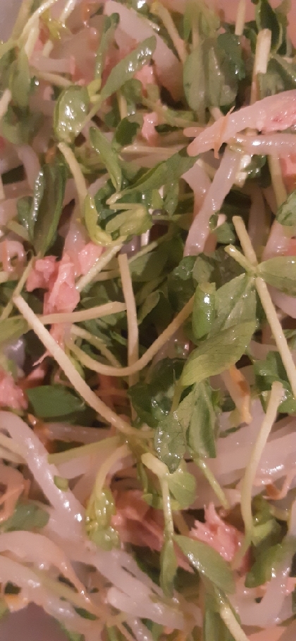 簡単！豆苗サラダ