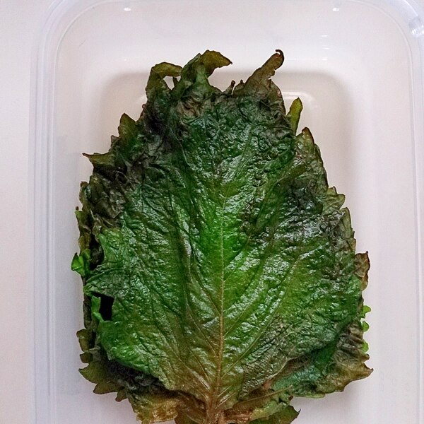 大葉の塩漬け レシピ 作り方 By Ramjetcity 楽天レシピ 大葉の塩漬け レシピ 作り方 By Ramjetcity 楽天レシピ