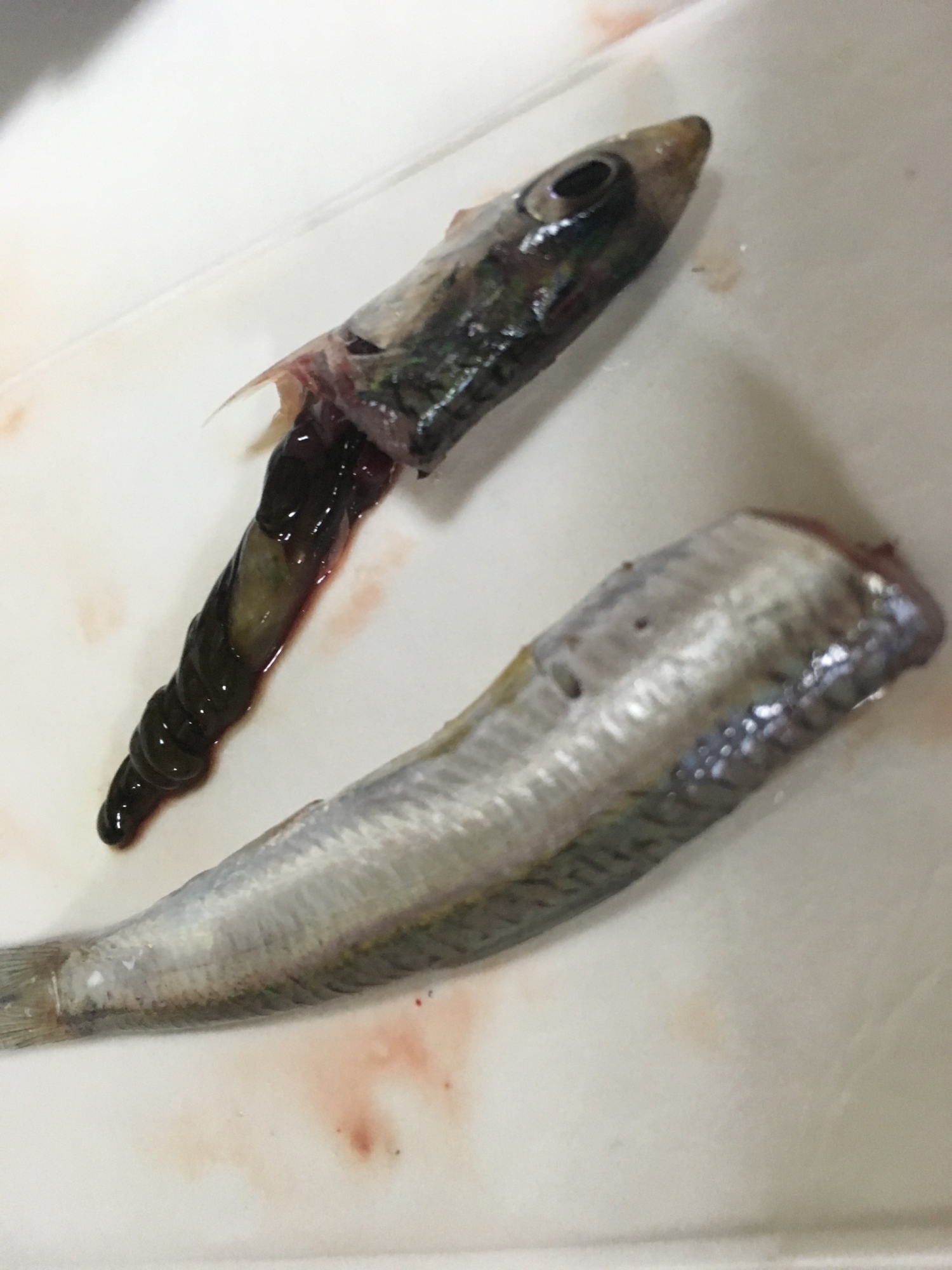 小イワシの下処理 簡単に頭の内臓を取る方法 レシピ 作り方 By Takenoppu 楽天レシピ 小イワシの下処理 簡単に頭の内臓を取る方法 レシピ 作り方 By Takenoppu 楽天レシピ