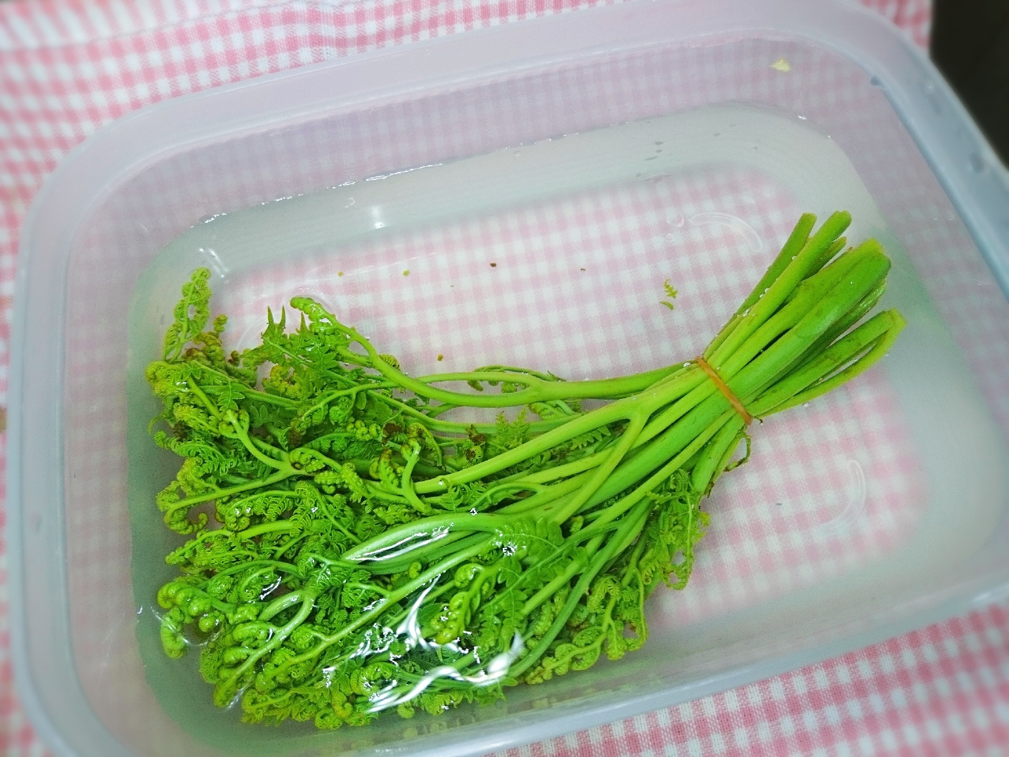 アク抜きしたワラビの保存方法 レシピ 作り方 By Butterfly 楽天レシピ アク抜きしたワラビの保存方法 レシピ 作り方 By Butterfly 楽天レシピ