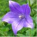 Balloon Flower