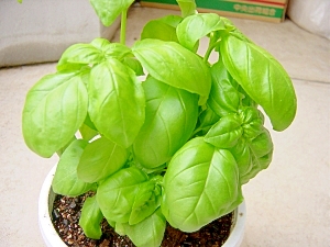 バジルのレシピ 作り方 簡単人気ランキング 楽天レシピ バジルのレシピ 作り方 簡単人気ランキング 楽天レシピ