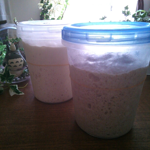 覚えやすい 自家製酵母元種の作り方とかけ継ぎ レシピ 作り方 By Maru San 楽天レシピ 覚えやすい 自家製酵母元種の作り方とかけ継ぎ レシピ 作り方 By Maru San 楽天レシピ