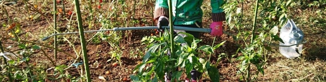 大雑把-四毒抜きならぬ三毒抜き-