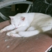 しろねこ ♡♡