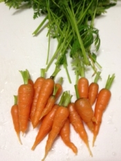 家庭菜園ミニキャロットのピクルス レシピ 作り方 By Minori Ohisamanotikara 楽天レシピ