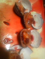 赤貝のお造り レシピ 作り方 By Issei666 楽天レシピ 赤貝のお造り レシピ 作り方 By Issei666 楽天レシピ