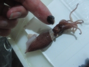 ホタルイカの下処理 レシピ 作り方 By あとぶー 楽天レシピ ホタルイカの下処理 レシピ 作り方 By あとぶー 楽天レシピ