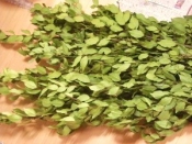 ハーブ屋さんの スマイル ローリエ レシピ 作り方 By ブルーボリジ 楽天レシピ ハーブ屋さんの スマイル ローリエ レシピ 作り方 By ブルーボリジ 楽天レシピ