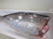 焼魚のコツ 白子がしっとり ニシンの塩焼き レシピ 作り方 By Startrek 楽天レシピ 焼魚のコツ 白子がしっとり ニシンの塩焼き レシピ 作り方 By Startrek 楽天レシピ