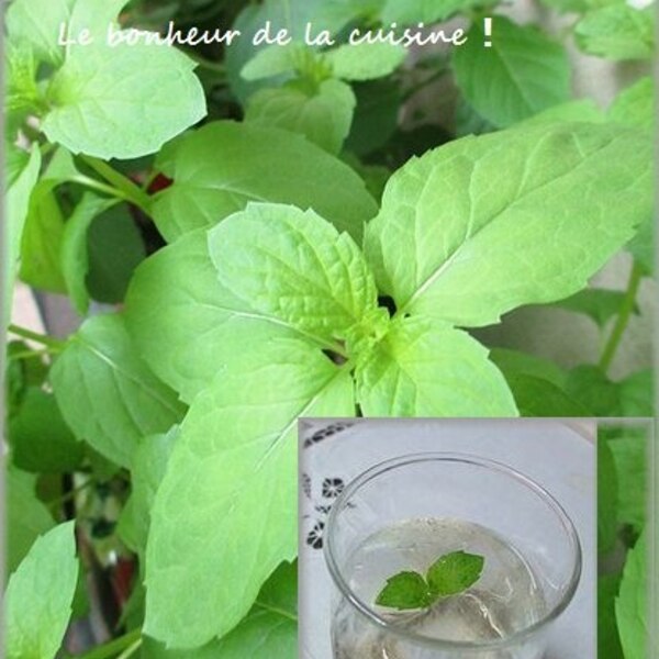 香りのご馳走 とっても爽やか ミントシロップ レシピ 作り方 By はなまる子 楽天レシピ 香りのご馳走 とっても爽やか ミントシロップ レシピ 作り方 By はなまる子 楽天レシピ