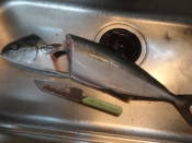 割烹居酒屋風 ヒラマサのカマ塩焼き レシピ 作り方 By Startrek 楽天レシピ 割烹居酒屋風 ヒラマサのカマ塩焼き レシピ 作り方 By Startrek 楽天レシピ