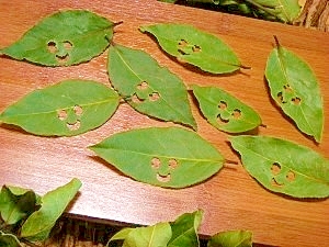 ハーブ屋さんの スマイル ローリエ レシピ 作り方 By ブルーボリジ 楽天レシピ ハーブ屋さんの スマイル ローリエ レシピ 作り方 By ブルーボリジ 楽天レシピ