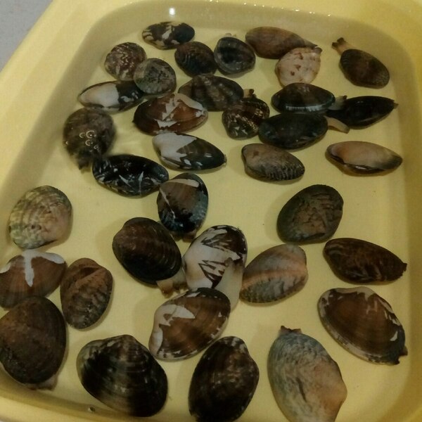 驚き 超時短 アサリの砂抜きの仕方 レシピ 作り方 By Haruまき 楽天レシピ 驚き 超時短 アサリの砂抜きの仕方 レシピ 作り方 By Haruまき 楽天レシピ