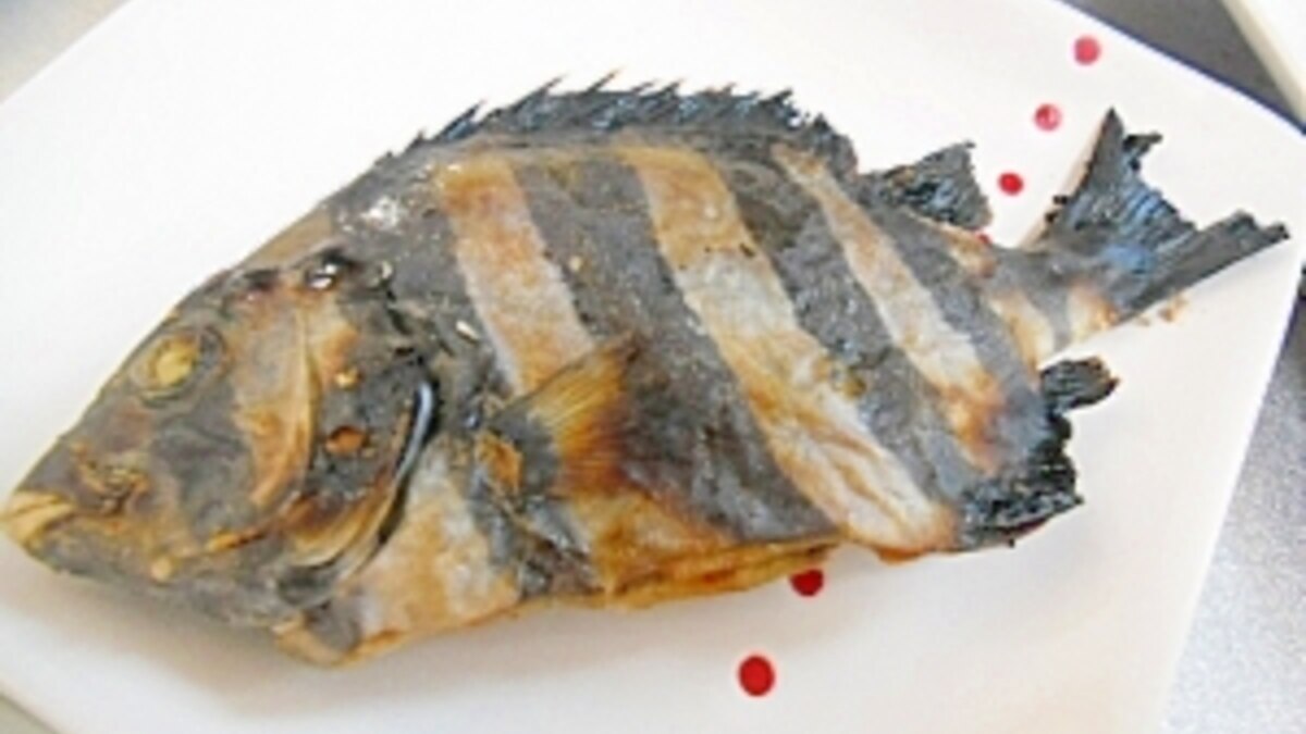 石鯛の塩焼き レシピ 作り方 By ミスチバス 楽天レシピ 石鯛の塩焼き レシピ 作り方 By ミスチバス 楽天レシピ