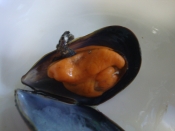 殻付きムール貝のボイル 下処理 レシピ 作り方 By Redwhiteorenge 楽天レシピ 殻付きムール貝のボイル 下処理 レシピ 作り方 By Redwhiteorenge 楽天レシピ