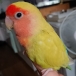 めりっこ