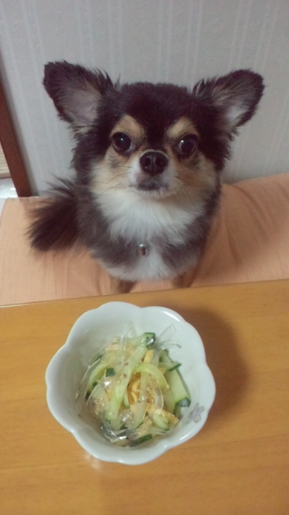 今日もチロ登場だよ～＾＾ｖ春雨先日食べたからあると思ったら使いきったらしく代わりに寒天細切りにしてなんちゃって春雨で作ったよ♪酢の物はさっぱり美味しいね♡