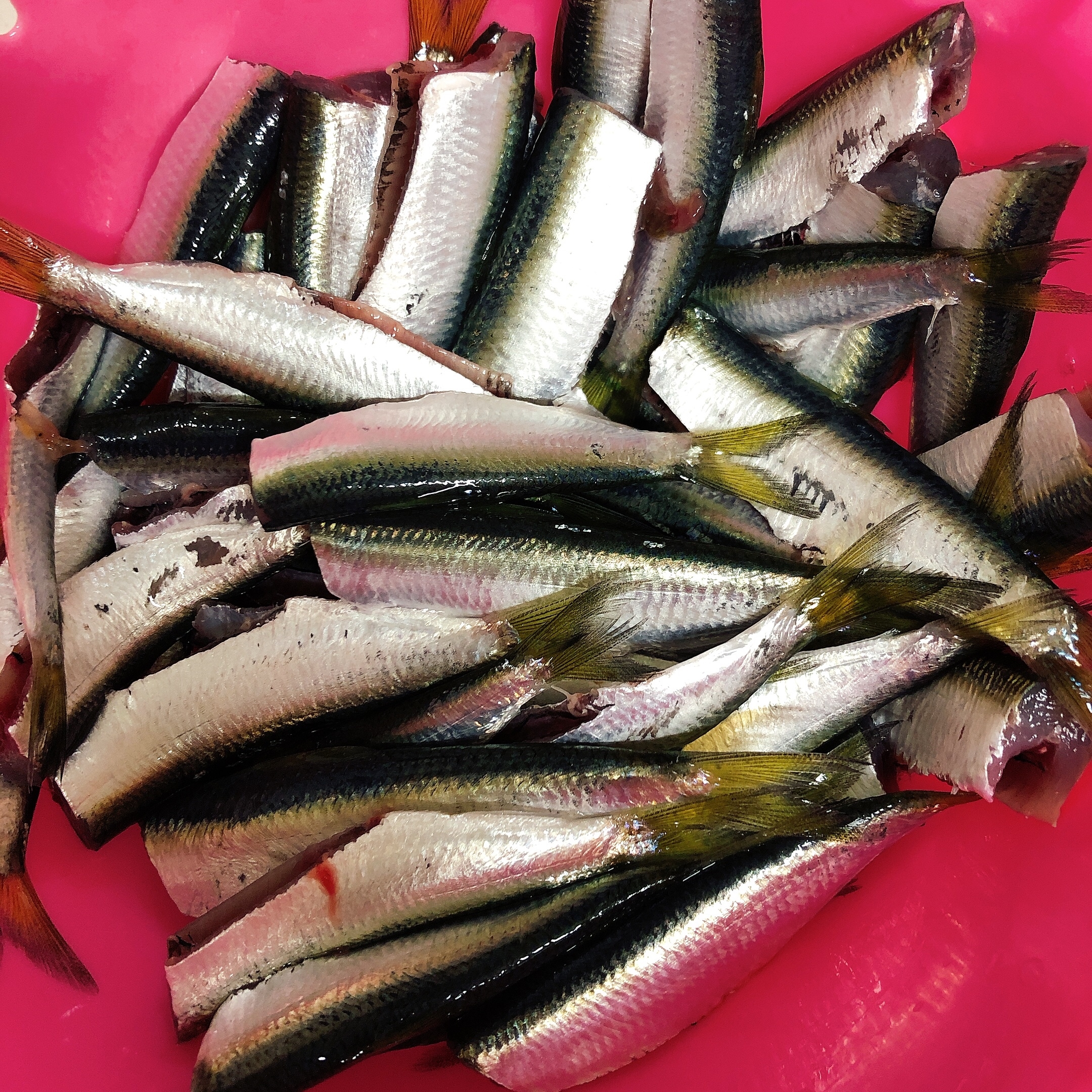 サッパ ママカリ の南蛮漬け レシピ 作り方 By なおのり 楽天レシピ サッパ ママカリ の南蛮漬け レシピ 作り方 By なおのり 楽天レシピ