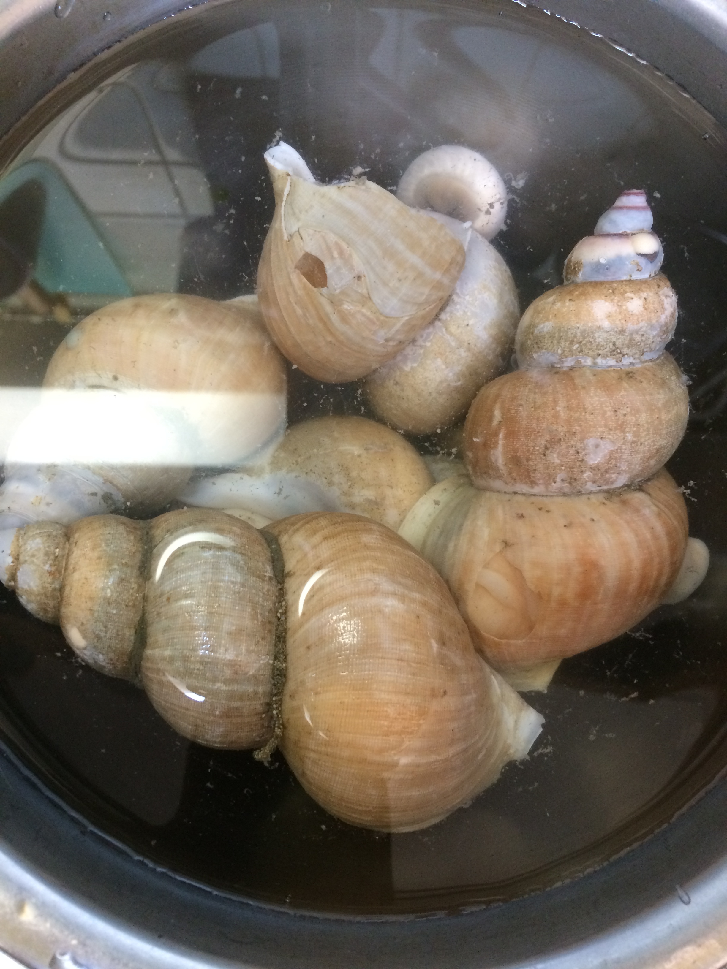 白バイ貝の煮物 レシピ 作り方 By スノウらいだー 楽天レシピ