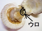 ホタテのさばき方 楽天レシピ ホタテのさばき方 楽天レシピ