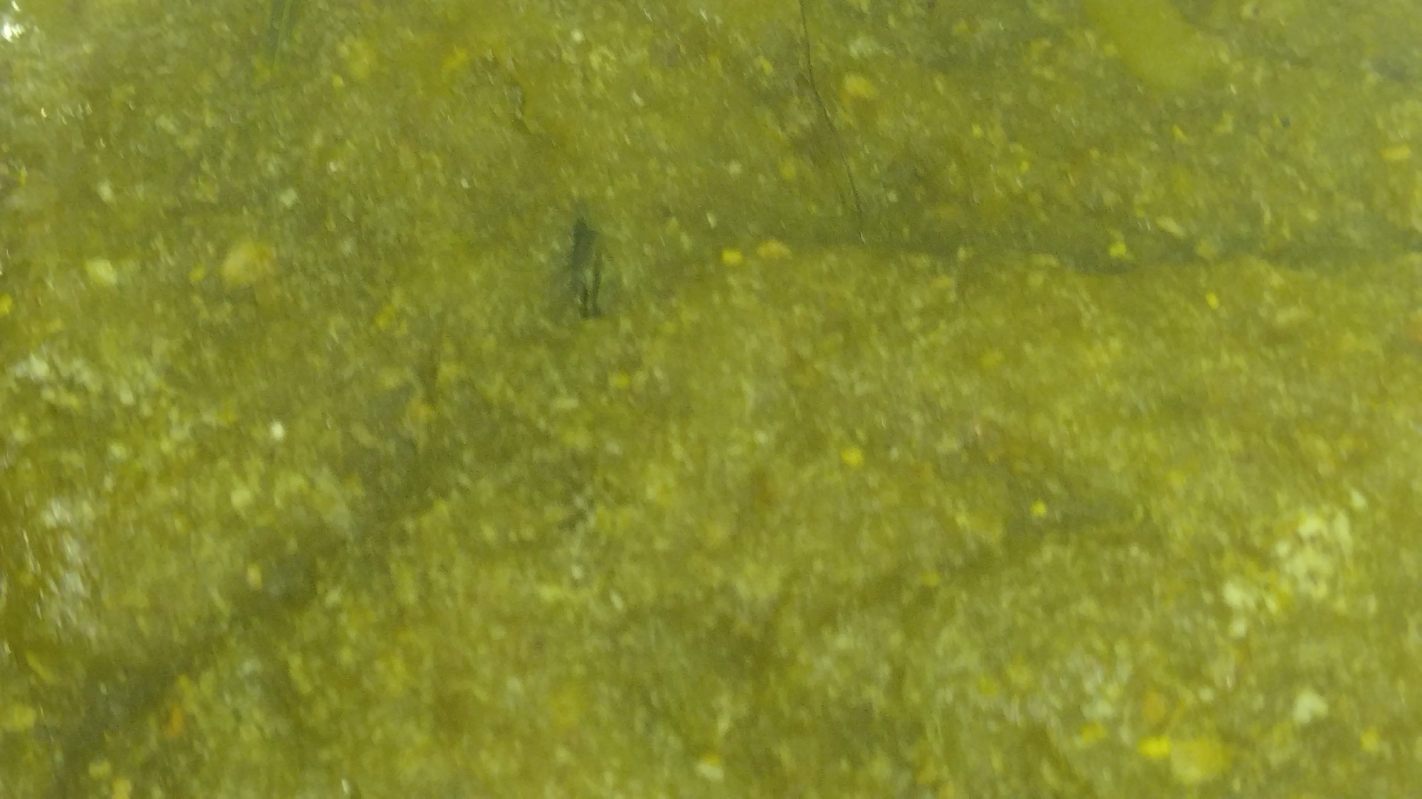 炒り糠グルテン粉生おから青汁米粉蒸しパン
