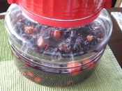 干さない梅漬けてみました レシピ 作り方 By 卯月 Uzuki 楽天レシピ 干さない梅漬けてみました レシピ 作り方 By 卯月 Uzuki 楽天レシピ