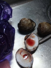 赤貝の刺身 レシピ 作り方 By Tententen48 楽天レシピ 赤貝の刺身 レシピ 作り方 By Tententen48 楽天レシピ