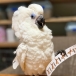 俳かい爺さん