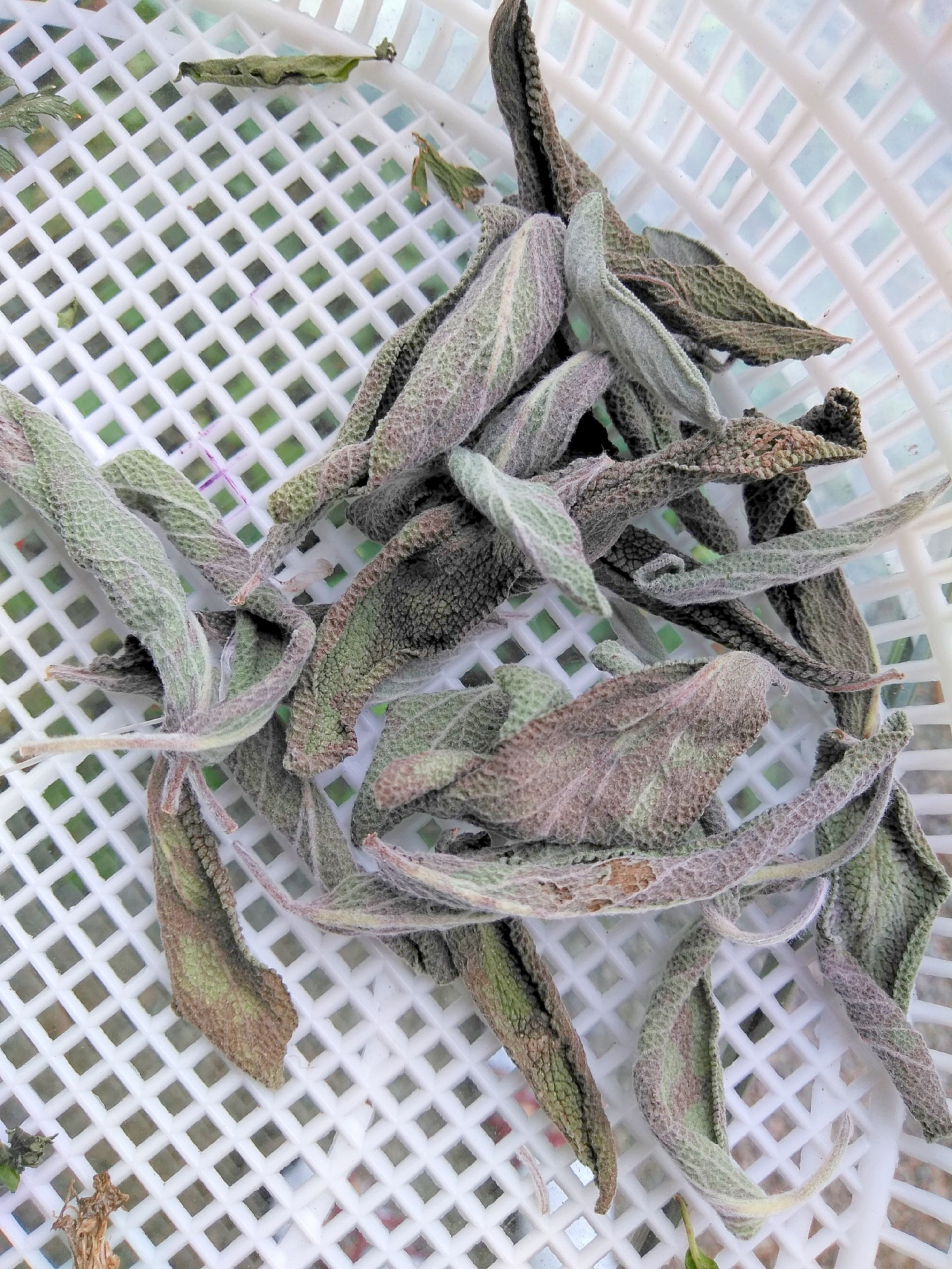 10月上旬に作る乾燥セージの作り方