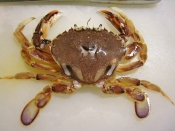 カニ殻から美味しいお出汁 渡りガニのみそ汁 レシピ 作り方 By グルヤマ 楽天レシピ カニ殻から美味しいお出汁 渡りガニのみそ汁 レシピ 作り方 By グルヤマ 楽天レシピ