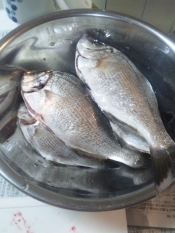 釣り魚 タナゴの煮付け レシピ 作り方 By ゆみぽぽぽぽーん 楽天レシピ