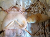 これで完璧 丸まらないイカ一夜干しの焼き方 レシピ 作り方 By Kouaya2319 楽天レシピ