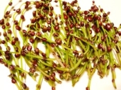 キュウリと みずの実の漬物 レシピ 作り方 By ブルーボリジ 楽天レシピ キュウリと みずの実の漬物 レシピ 作り方 By ブルーボリジ 楽天レシピ