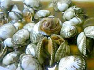 ふっくらしてやわらか海の味 赤貝の煮つけ レシピ 作り方 By Native Cafe 楽天レシピ ふっくらしてやわらか海の味 赤貝の煮つけ レシピ 作り方 By Native Cafe 楽天レシピ